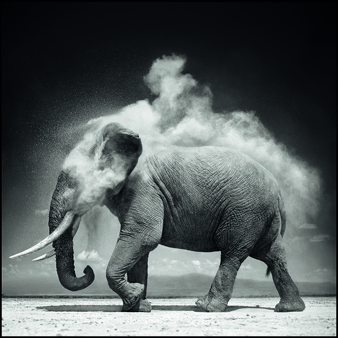 © Nick Brandt. Elephant with Exploding Dust