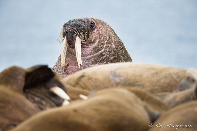 Nikon D4, 1000mm, 1/640 sec @ f/7,1 and ISO 1000