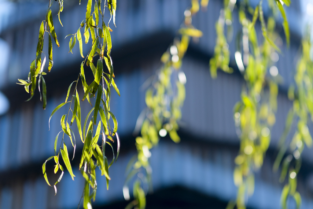 Objektiv: XF56mmF1.2 R APD. ISO 400, 1/7000 sek., f/1.2. (Foto: Toralf Sandåker).