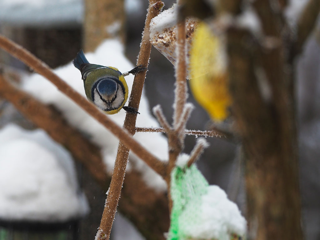 Blåmeis på vinterforing, tatt med håndholdt Olympus Pen-F kamera og 300mm f/4 IS med kombinert optisk og mekanisk bildestabilisator. Foto: Toralf Sandåker